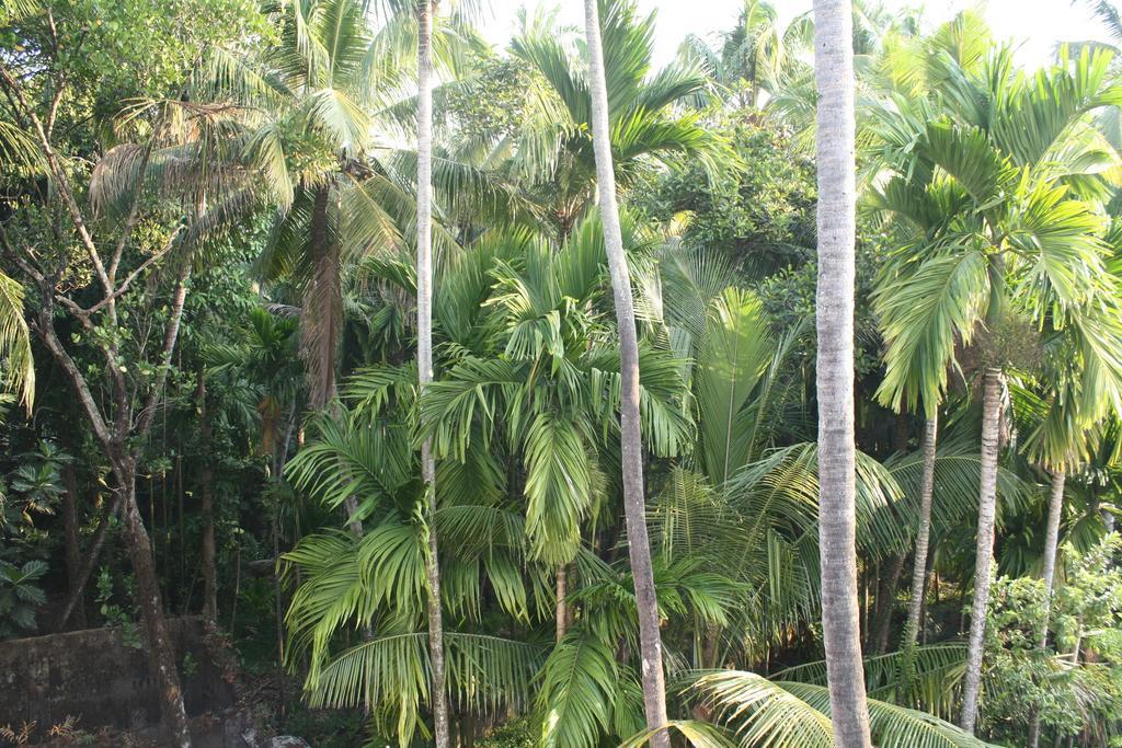 Greenview Homestay Kochi Quarto foto